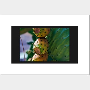 Close up to the orange fruits of Opuntia ficus-indica (prickly pear) Posters and Art